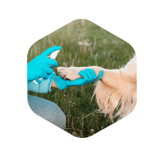 hundepfote-desinfizieren